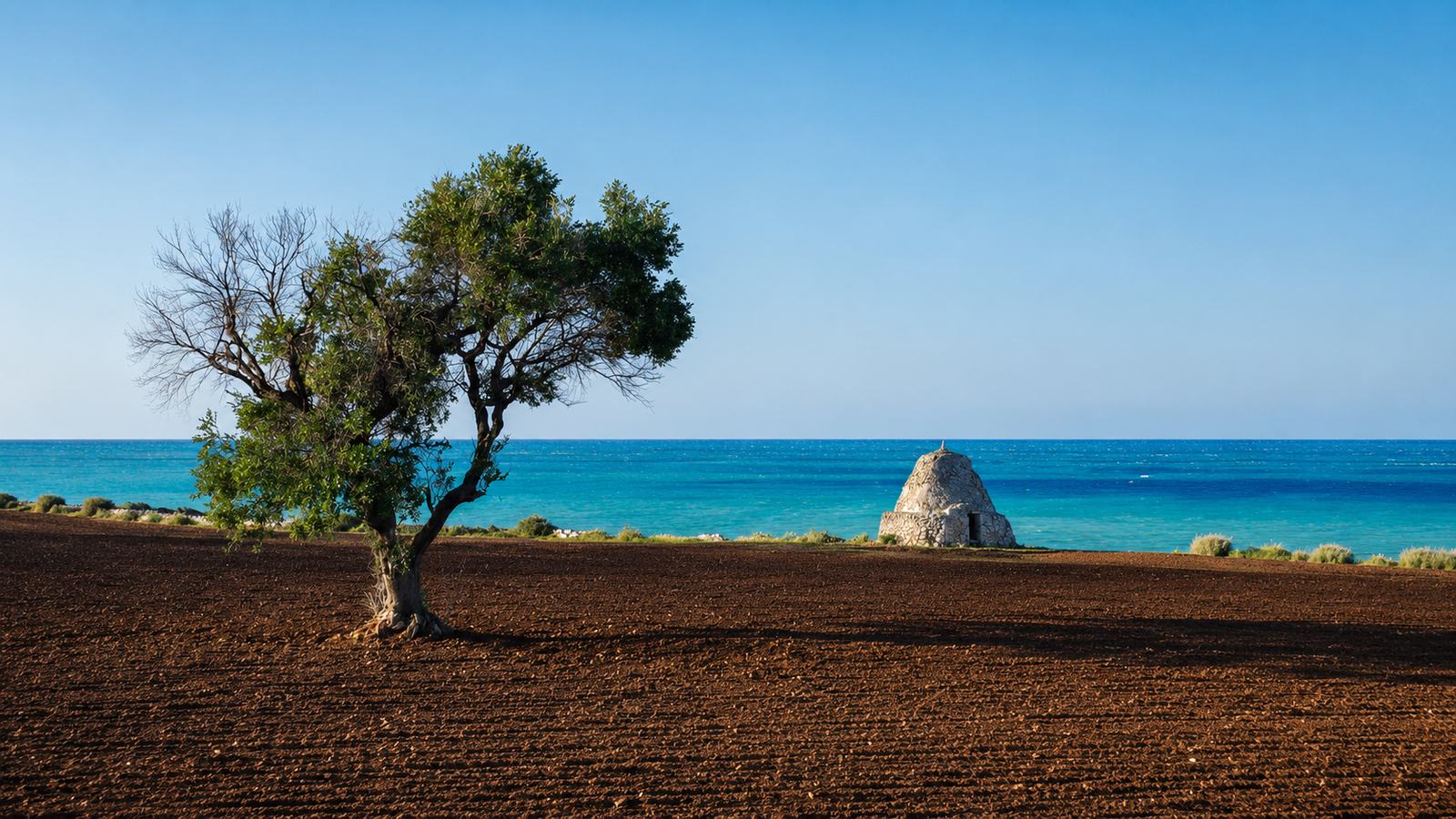 Sentiero tra gli ulivi sul mare